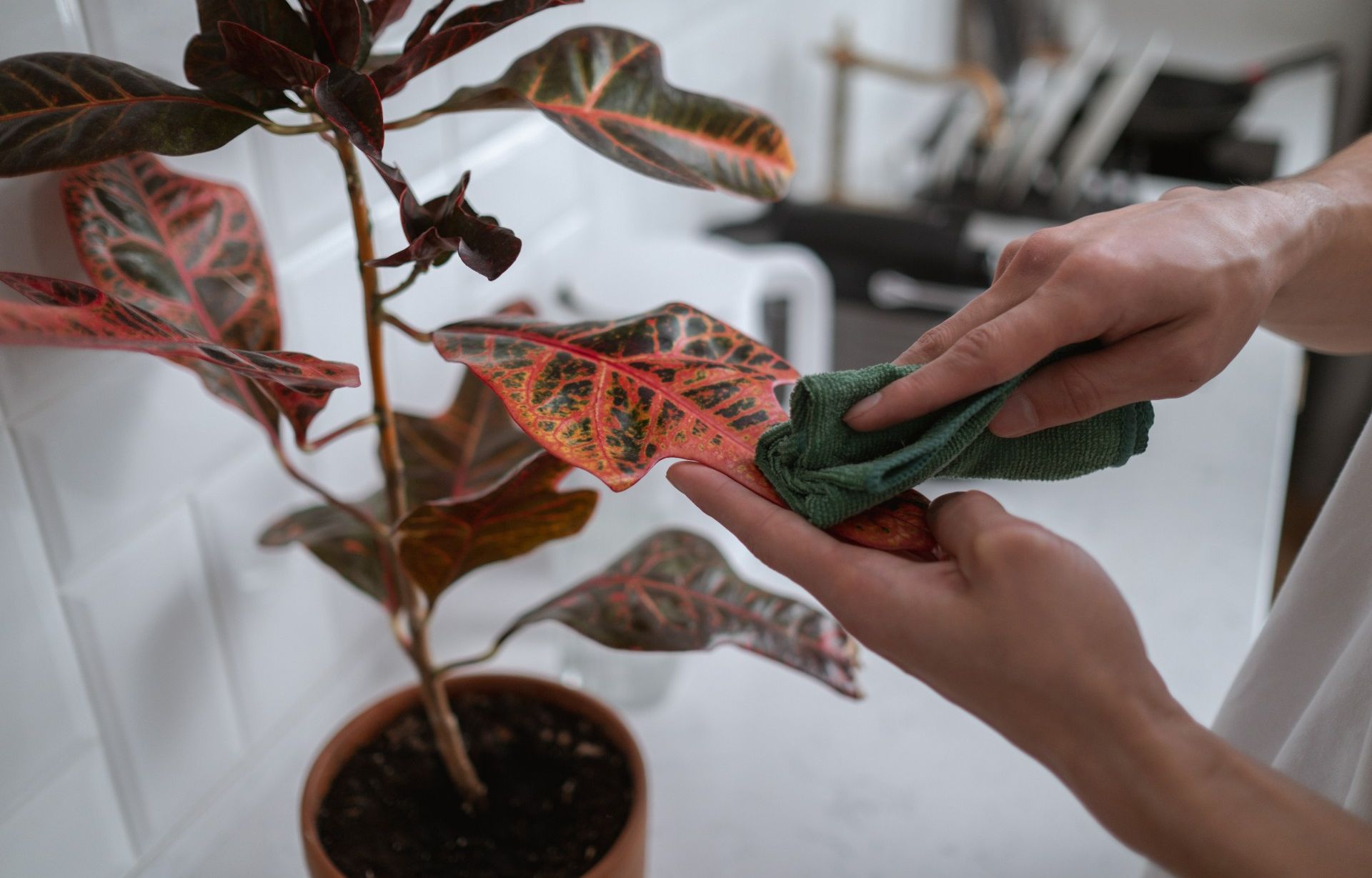 Wiping down a plant with a cloth