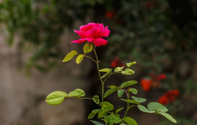 A single reddish pink rose