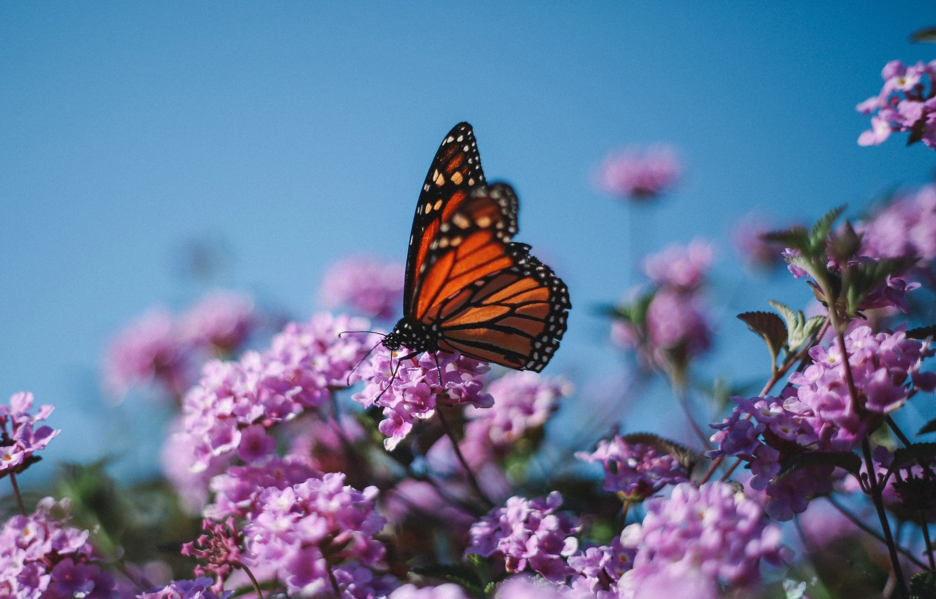Butterfly on purple flower in front of blue skies