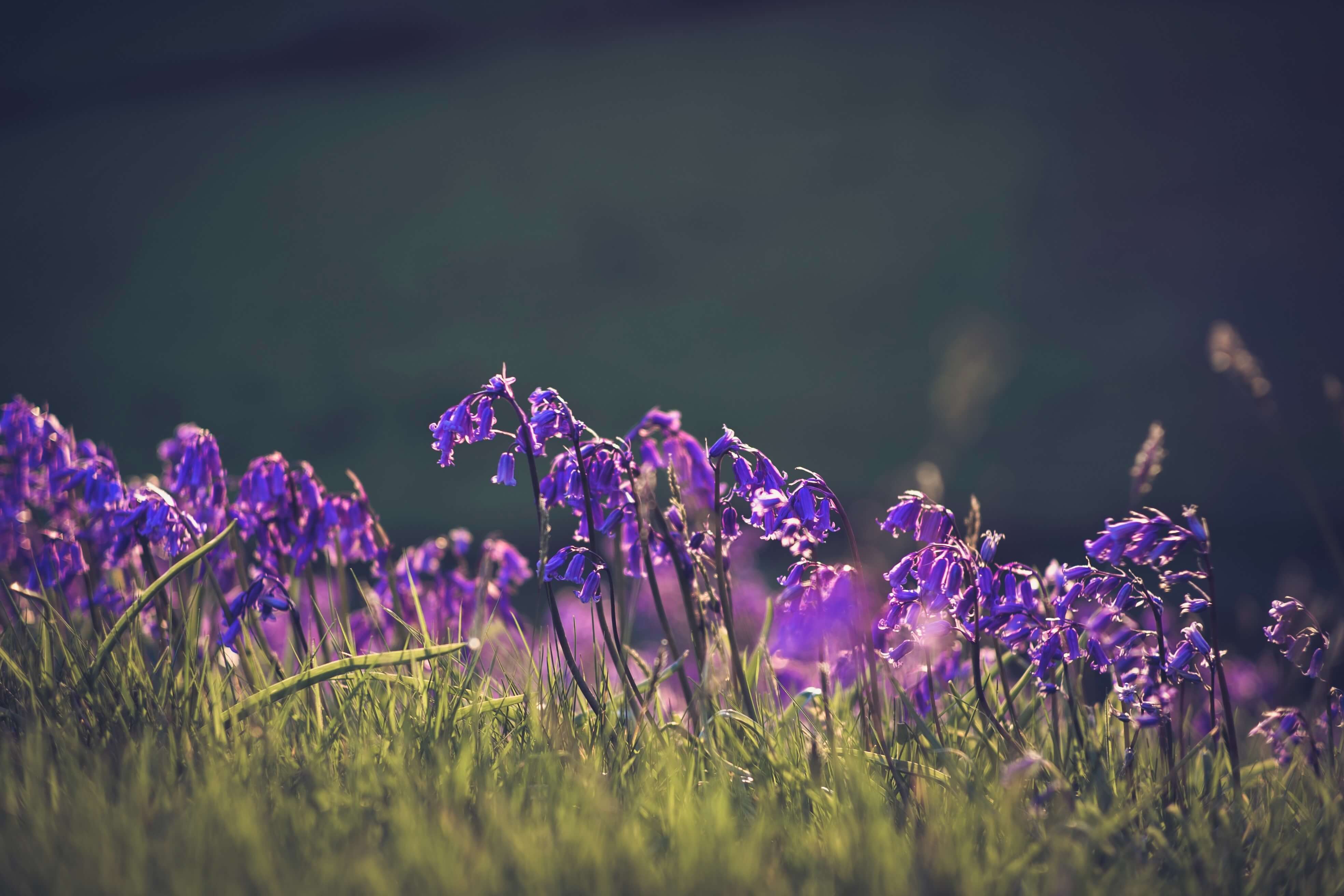 When to plant bluebell bulbs Sproutl