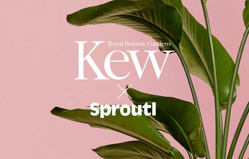 Close up of green leaves against pink background with Kew X Sproutl logo on top