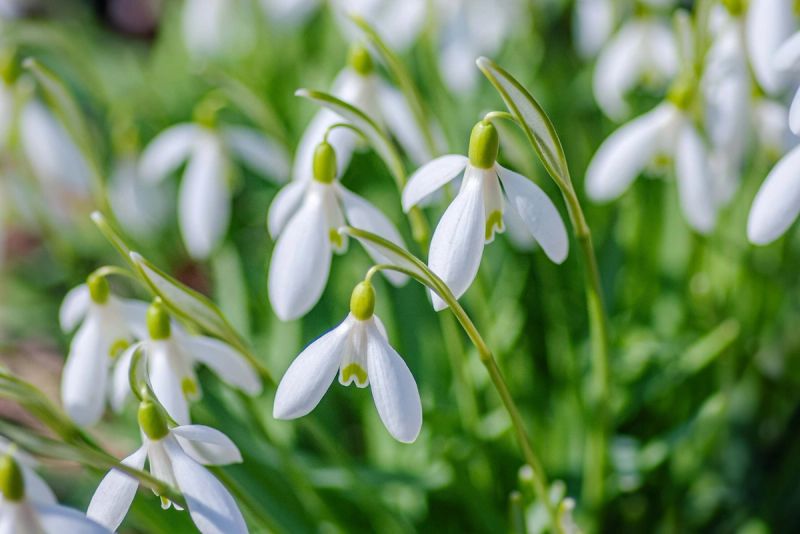 Closeup of flowering snowdrops