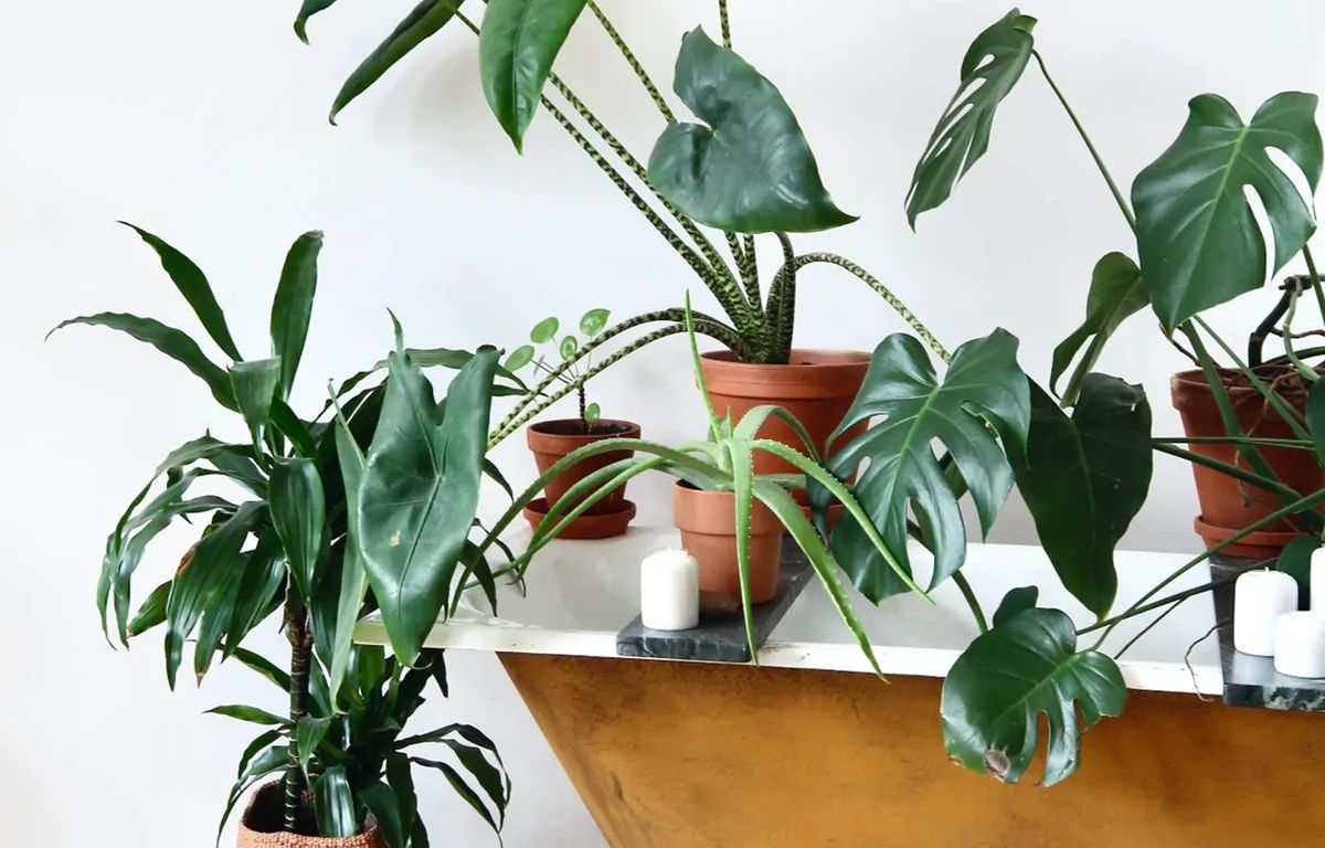 A group of houseplants on top of a brass bath
