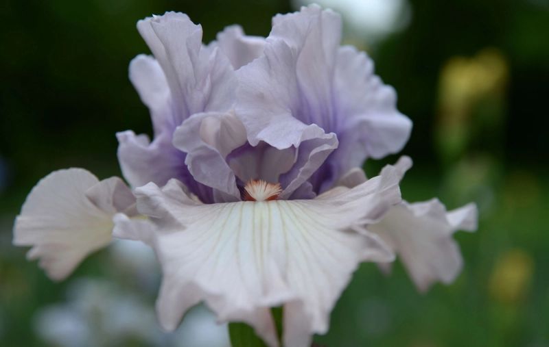 Close up of a white and purple iris flower