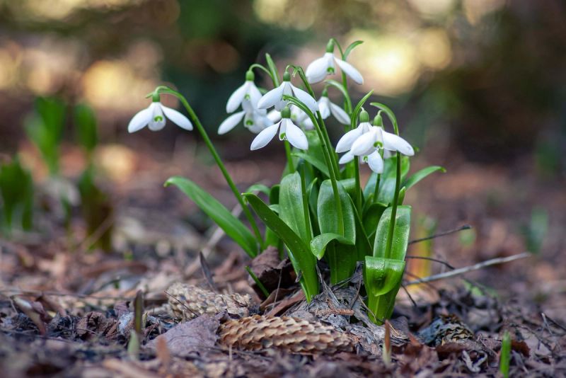 A bunch of snowdrops growing out of the ground