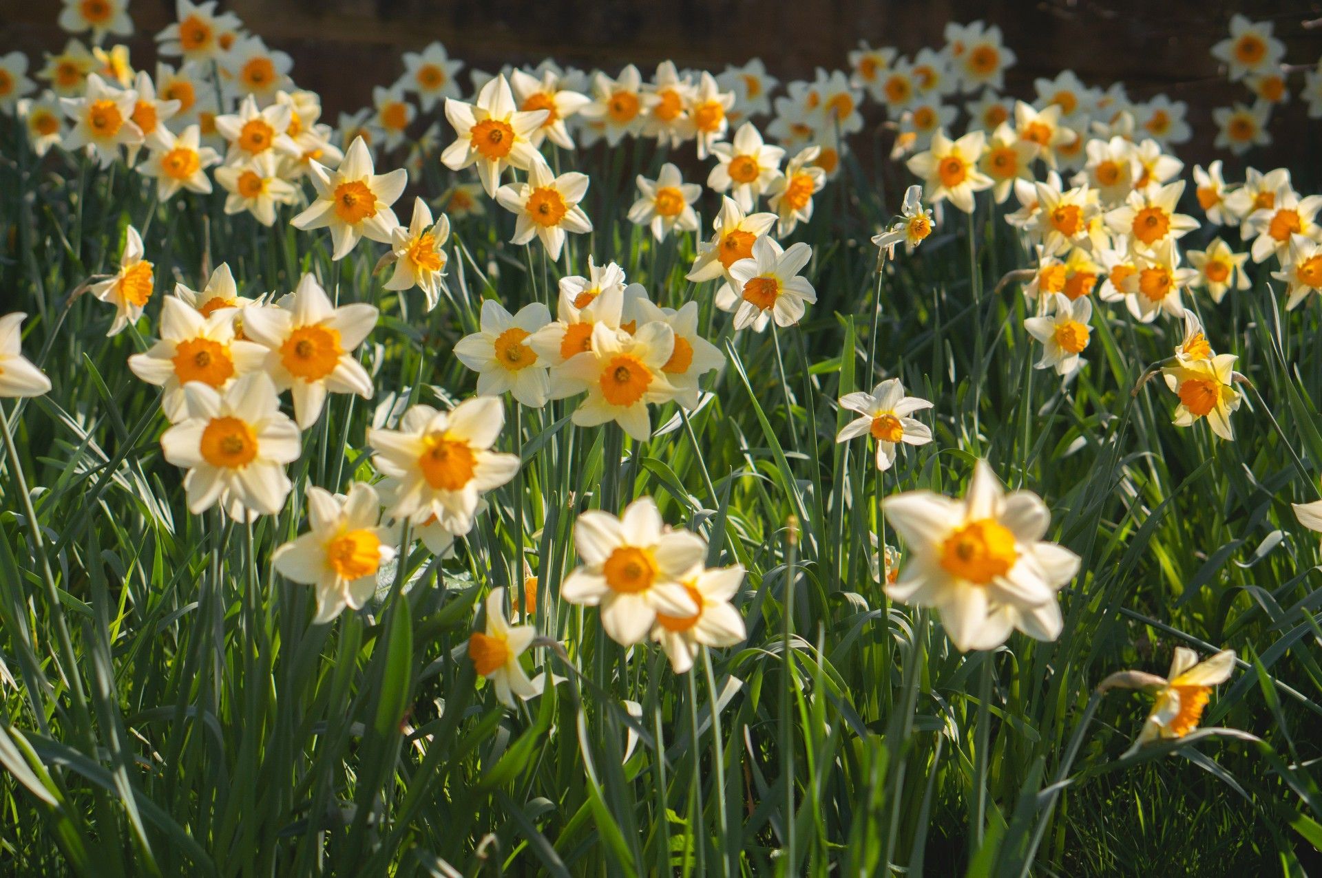 When to plant daffodil bulbs Sproutl