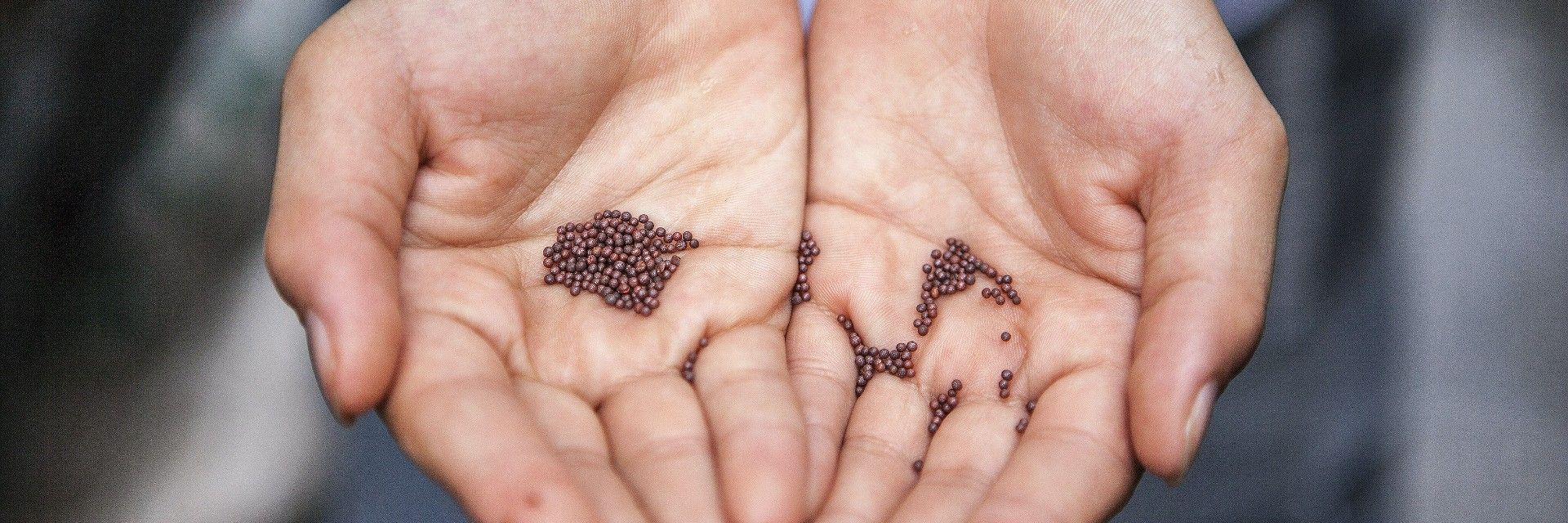Someone with their hands open with seeds on their palms