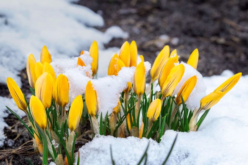 Yellow flowering crocus covered in snow