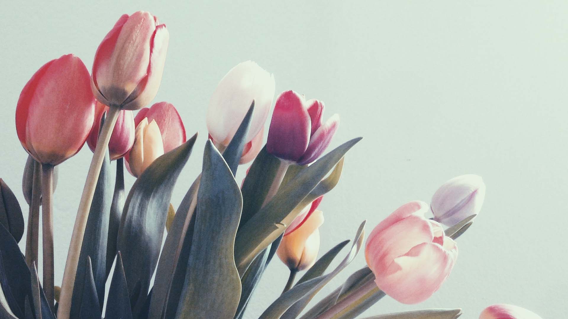 How to plant flowering bulbs Sproutl