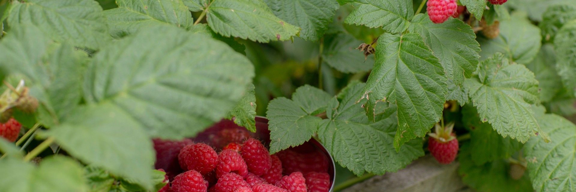 Raspberry bush full of fruit with a bowl full of raspberries