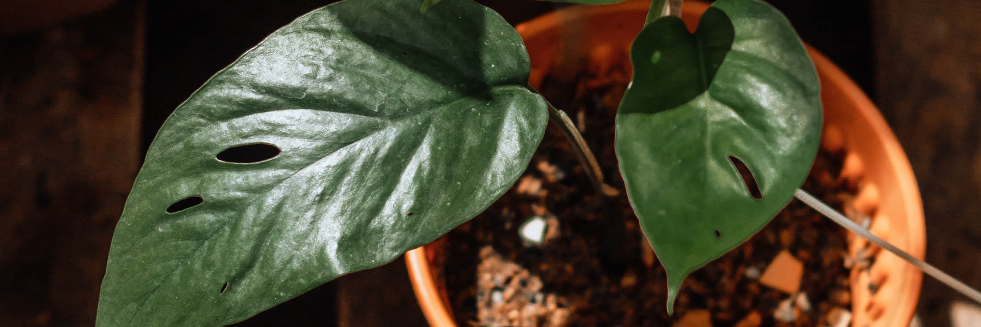 How-to-propagate-indoor-plants