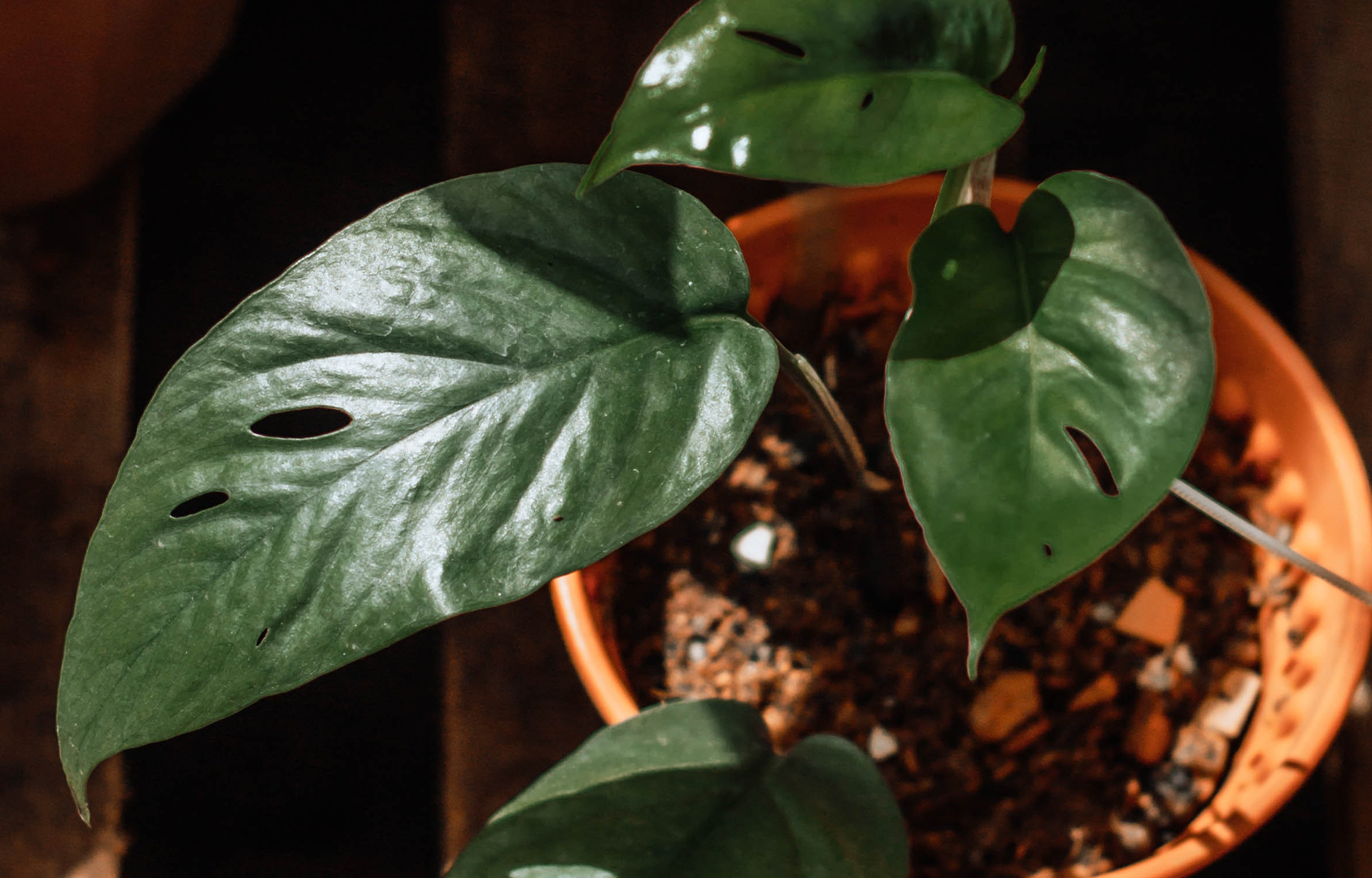 How-to-propagate-indoor-plants