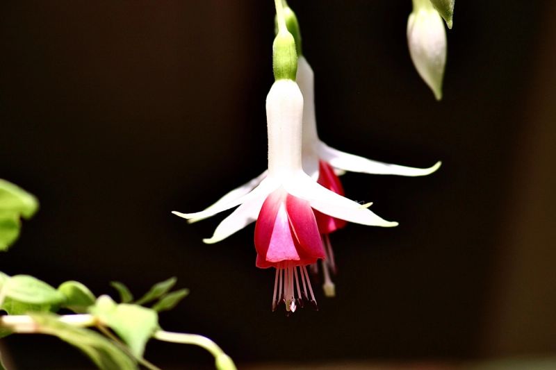 Close up of a trailing plant