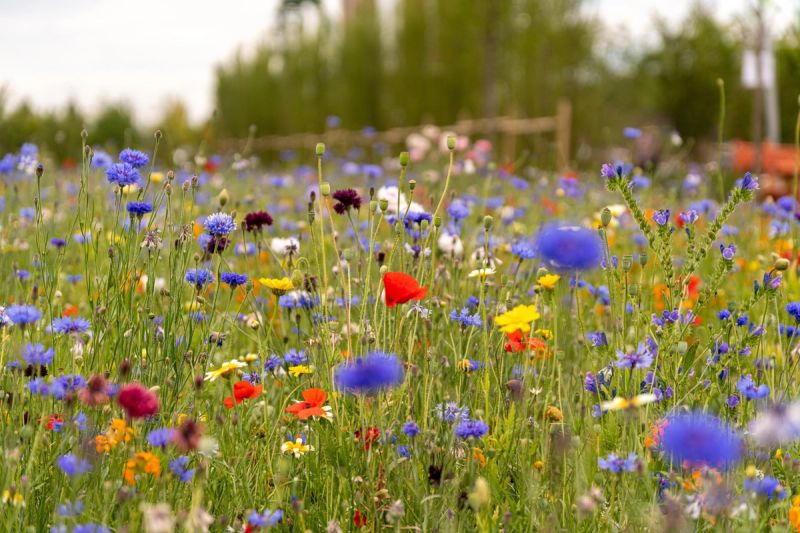 Wildflowers including poppy, cornflower, phacelia, scabiosa in a meadow