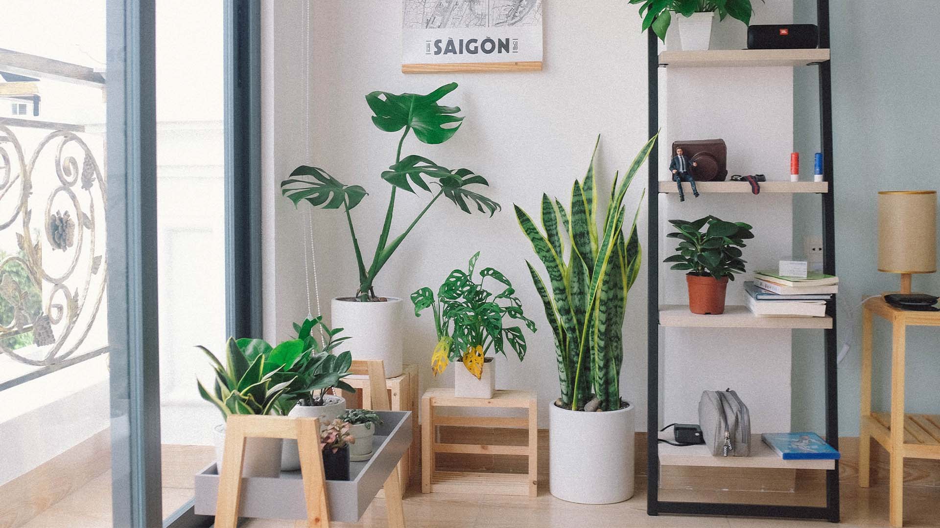 How to propagate indoor plants Sproutl