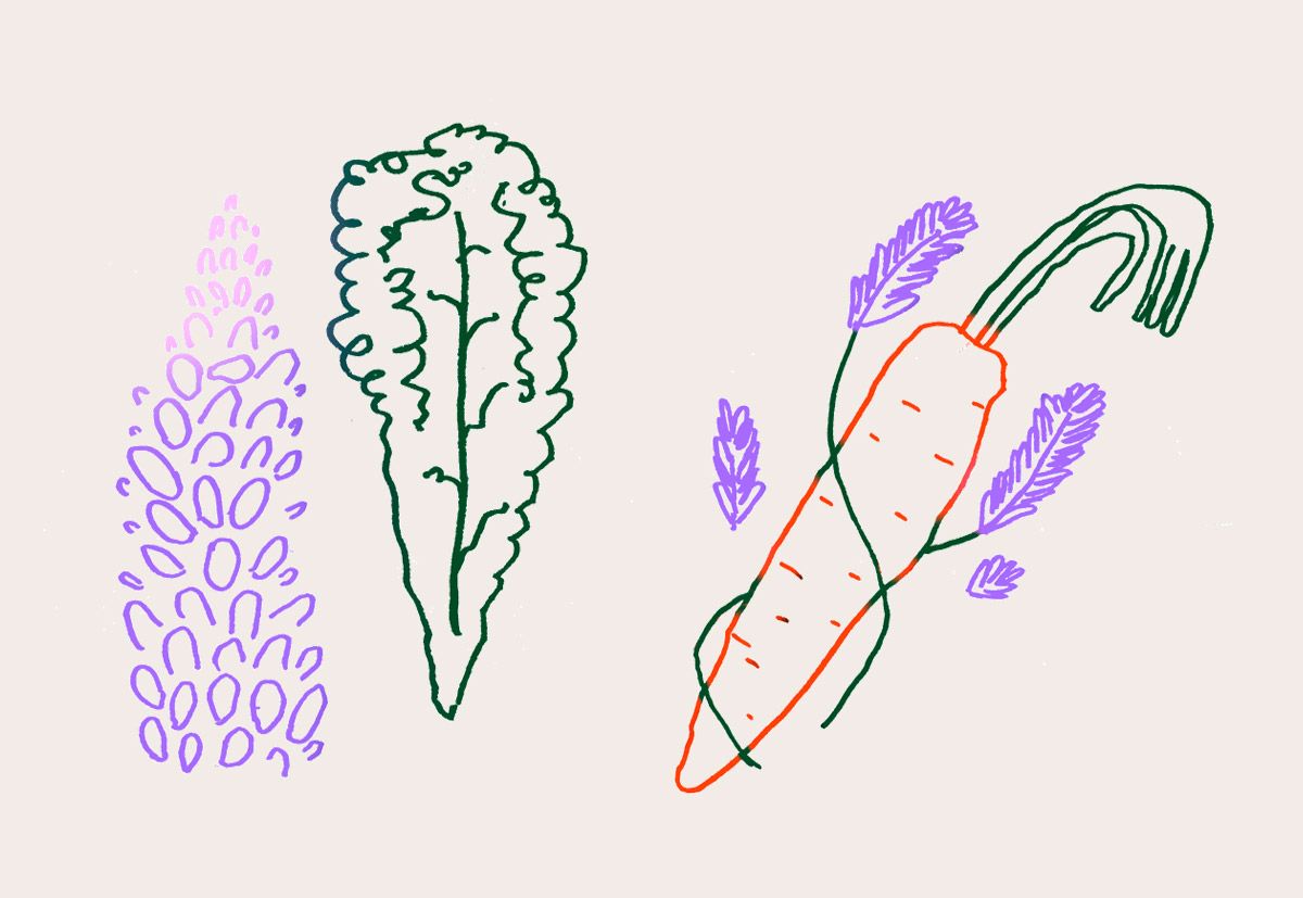 Companion planting how plants help each other Sproutl