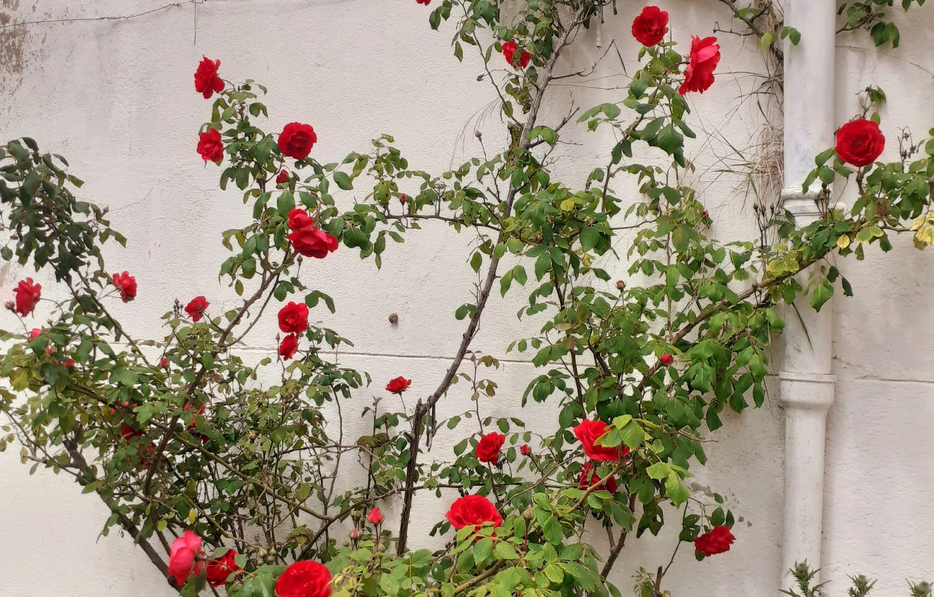 Red roses climbing side of building
