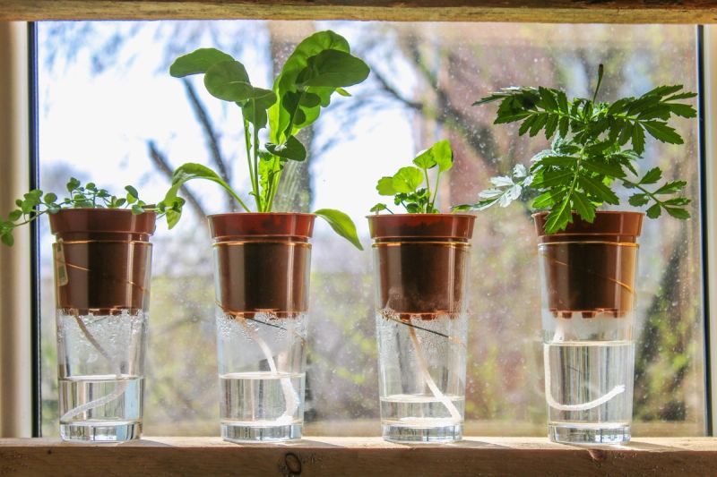 Four plants in pots with a wick out of the bottom in a water reservoir