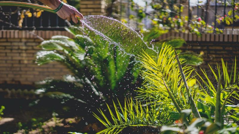 Male watering garden with hose