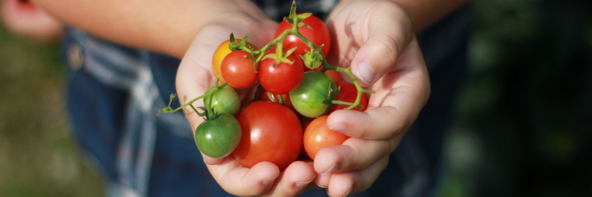 Hands holding tomatoes