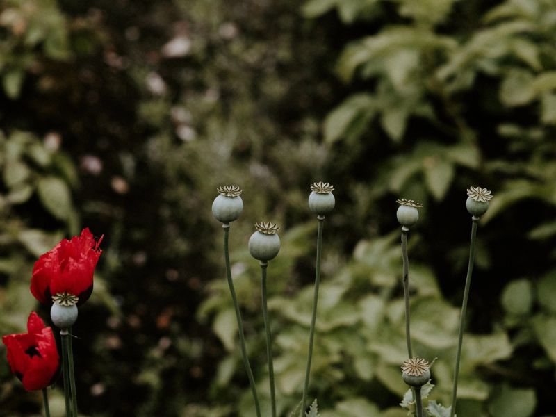 Poppy seed heads