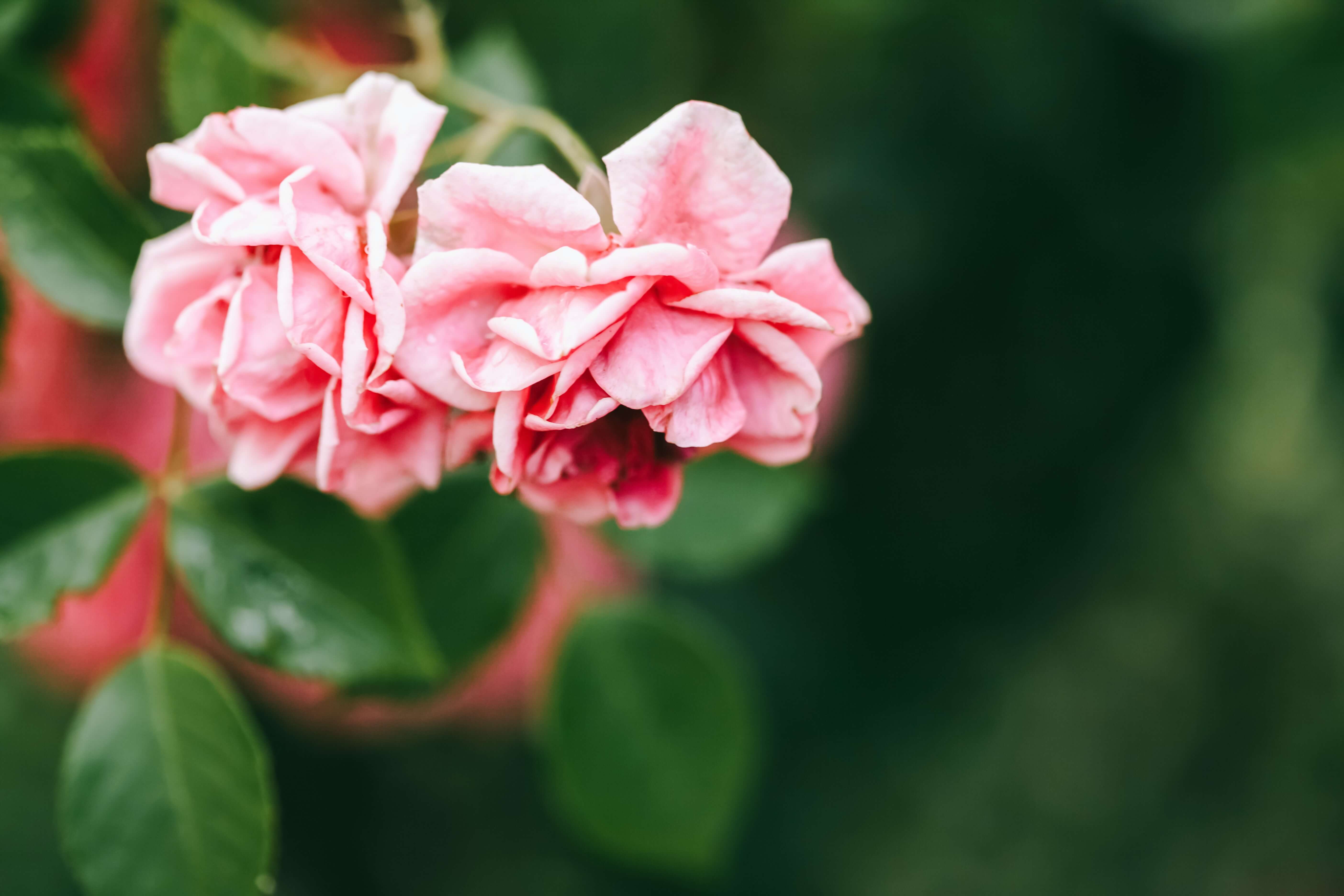 how-to-plant-roses-in-pots-sproutl