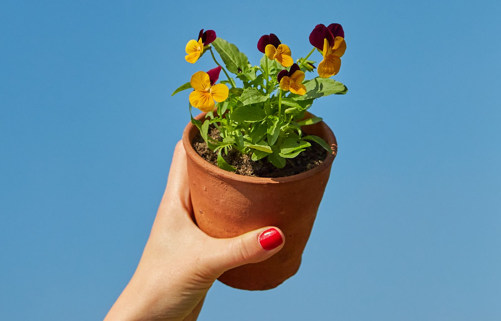 Person holding up flower pot against blue skies