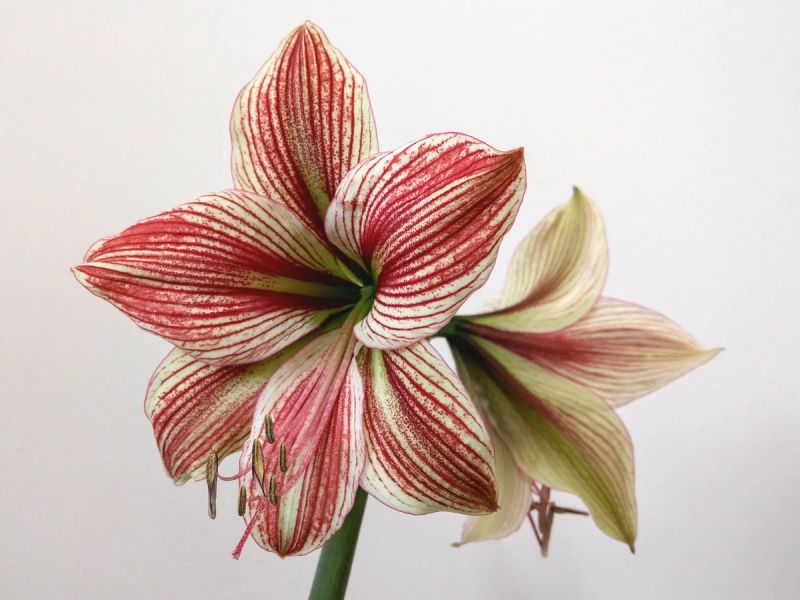 Close up of white amaryllis flower with red streaks