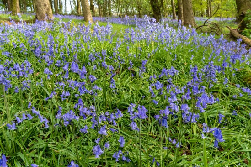 Field of bluebells