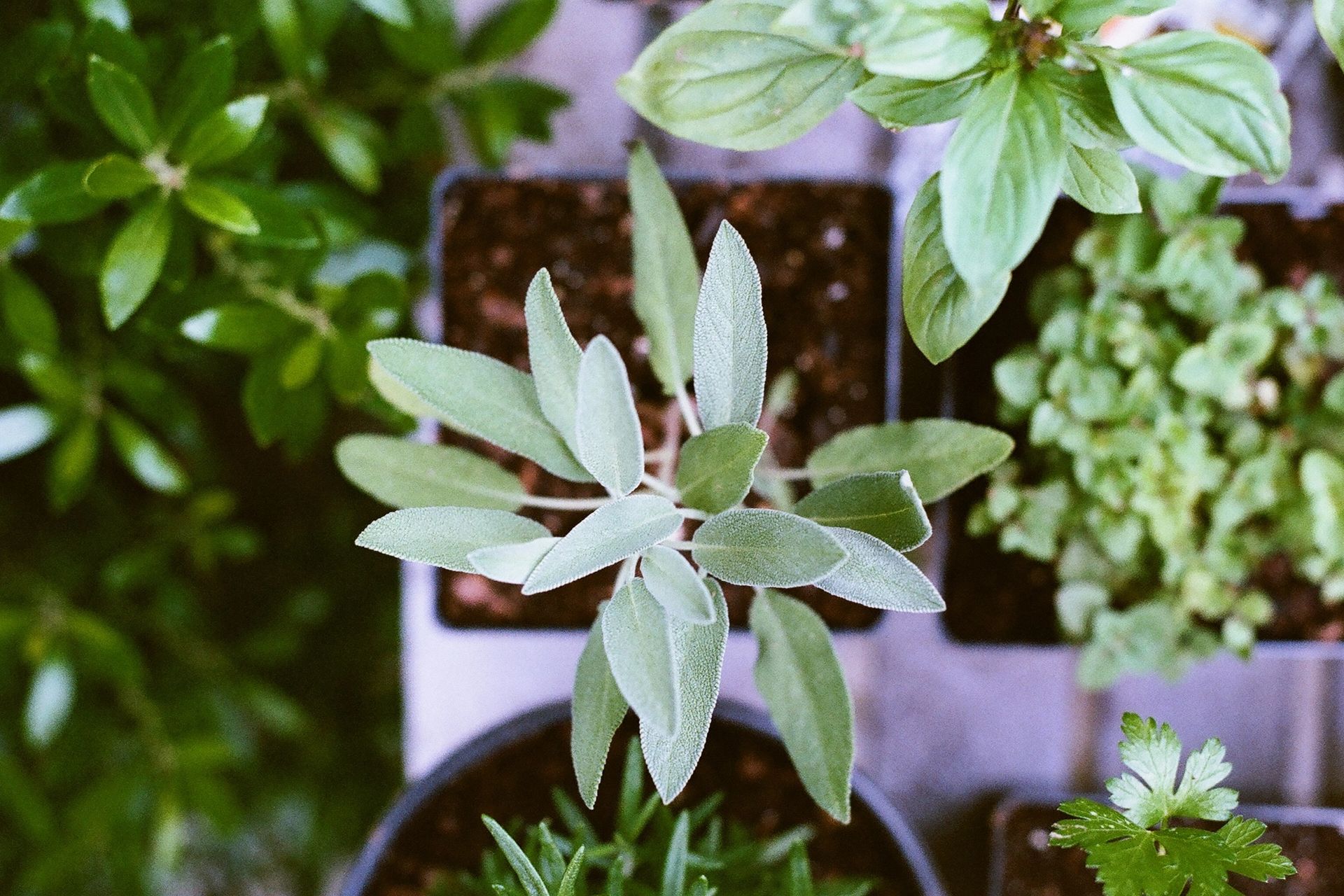 grow your own herb garden