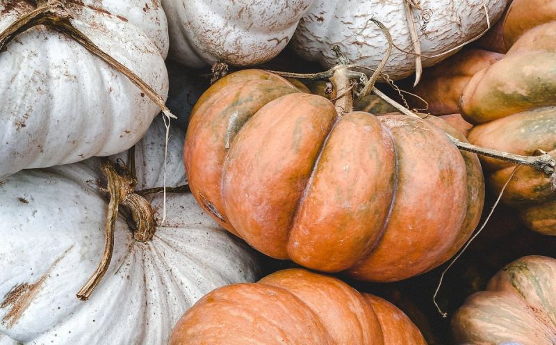 An assortment of orange and white pumpkins