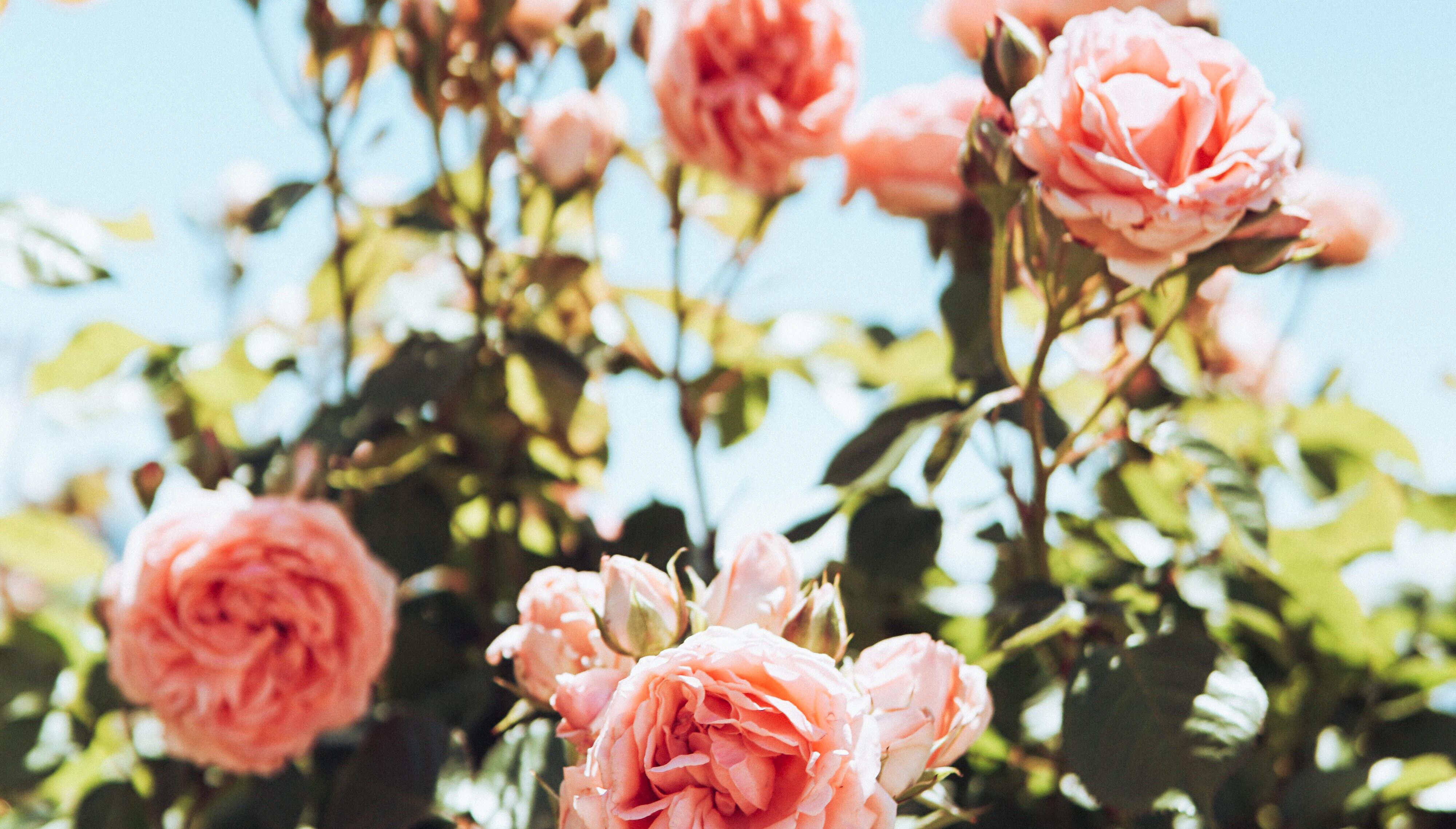 How to plant roses in pots - Sproutl