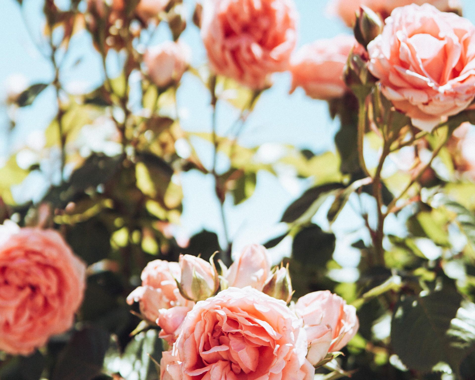 4000 Roses How to plant roses in pots - Sproutl