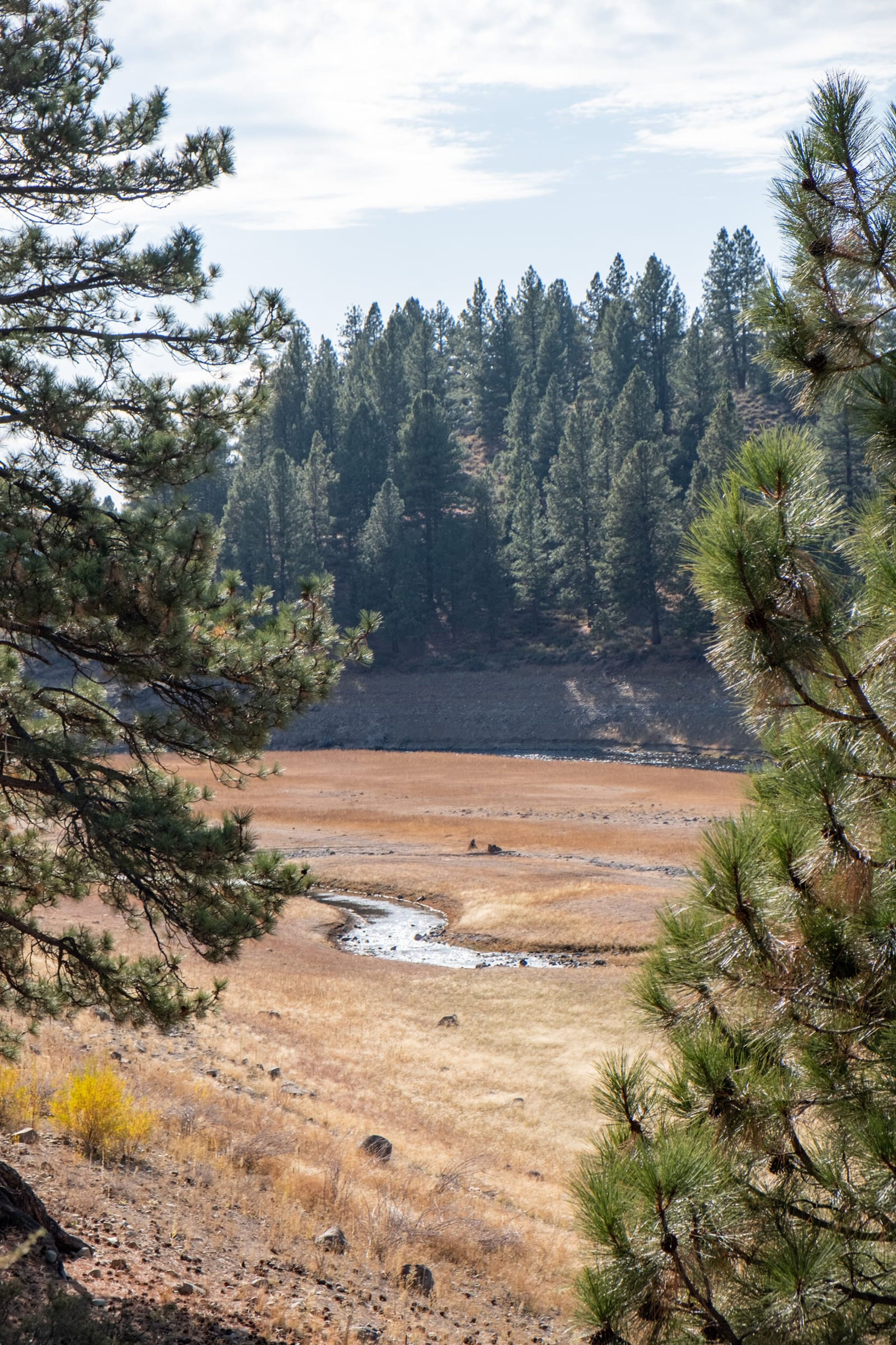 Dry riverbed seen between pine trees