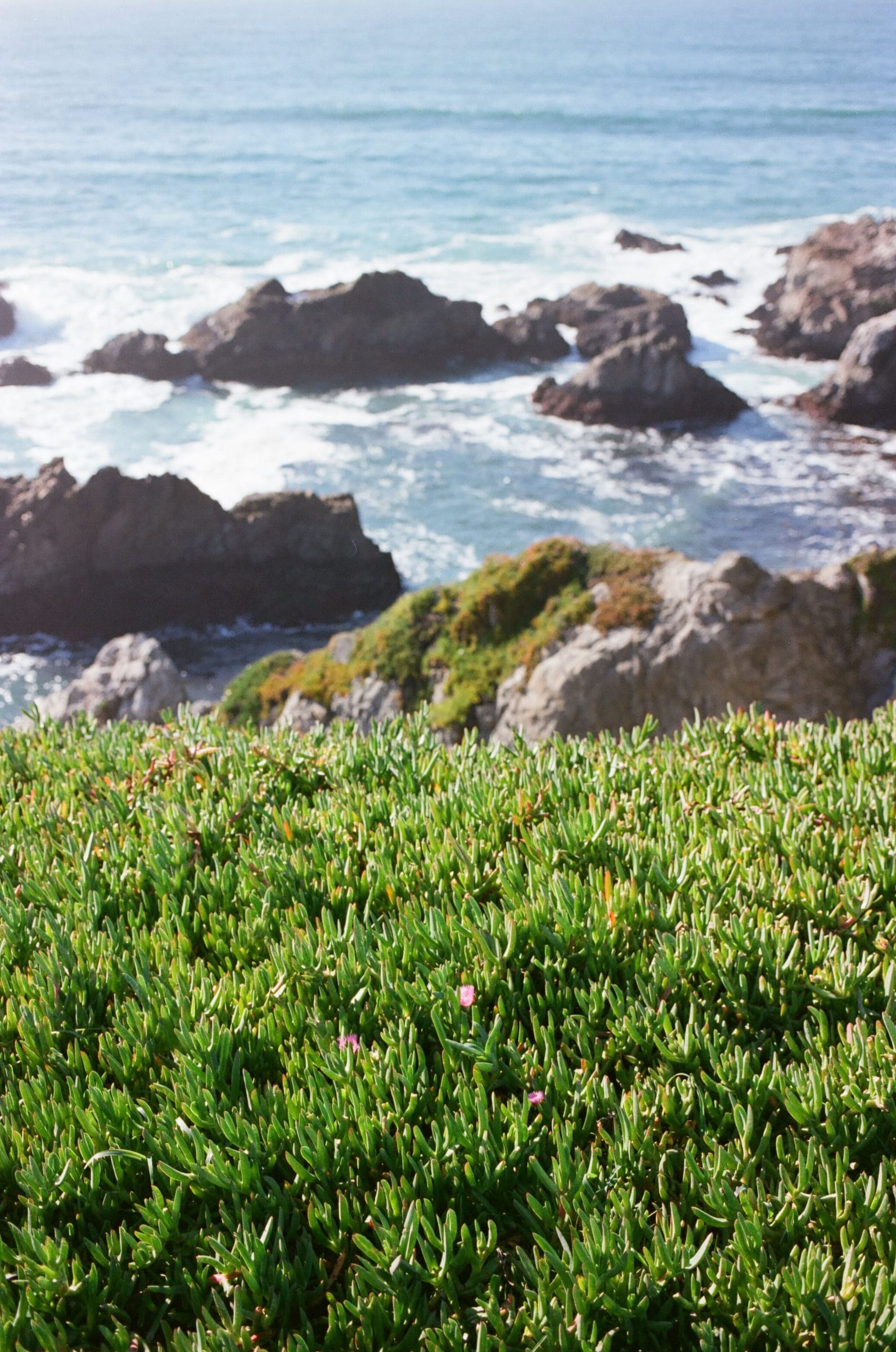 Rocky coastline above green ice plant