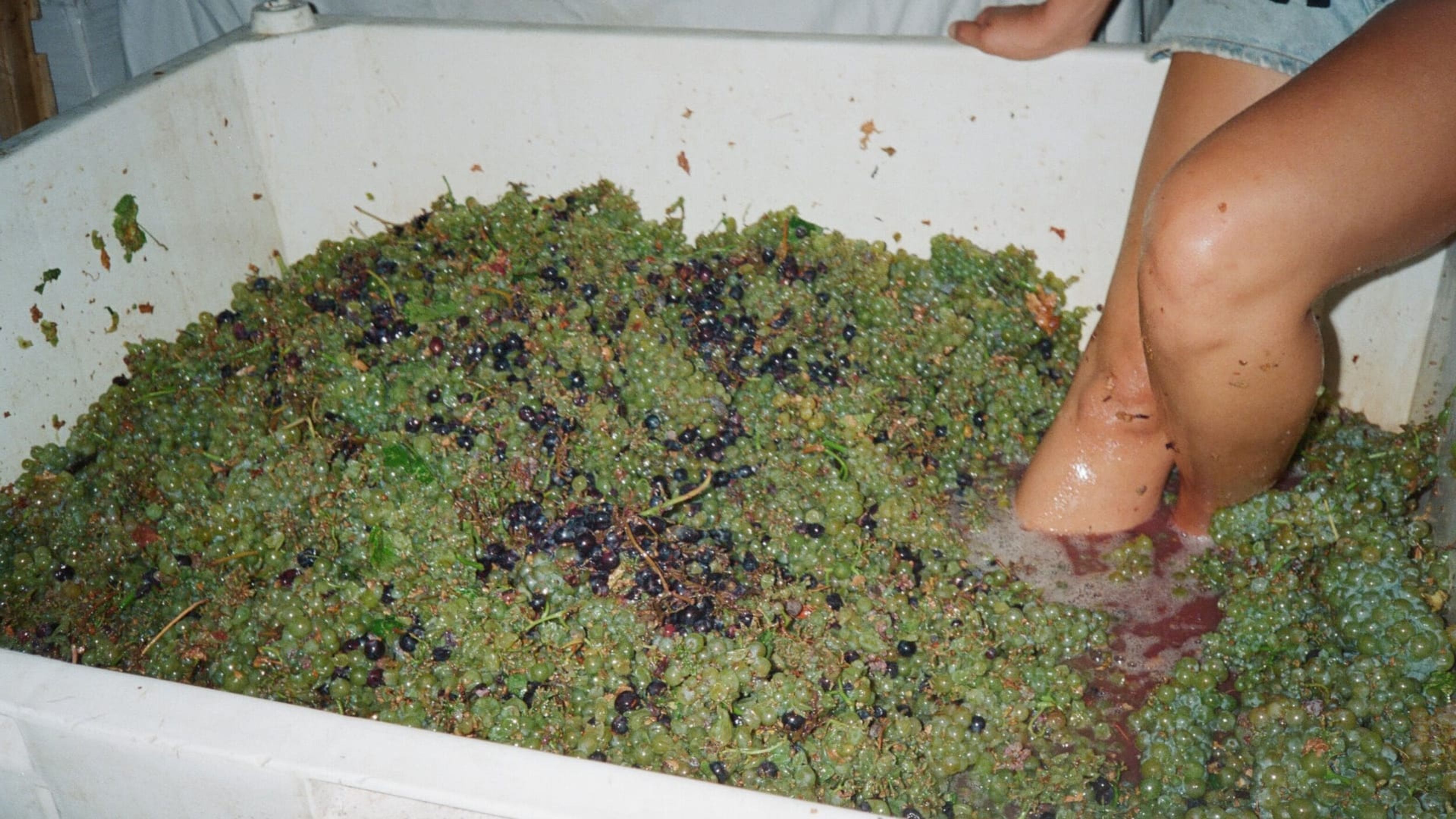 Foot stomping green and red grapes in a bin for a Lula co-ferment