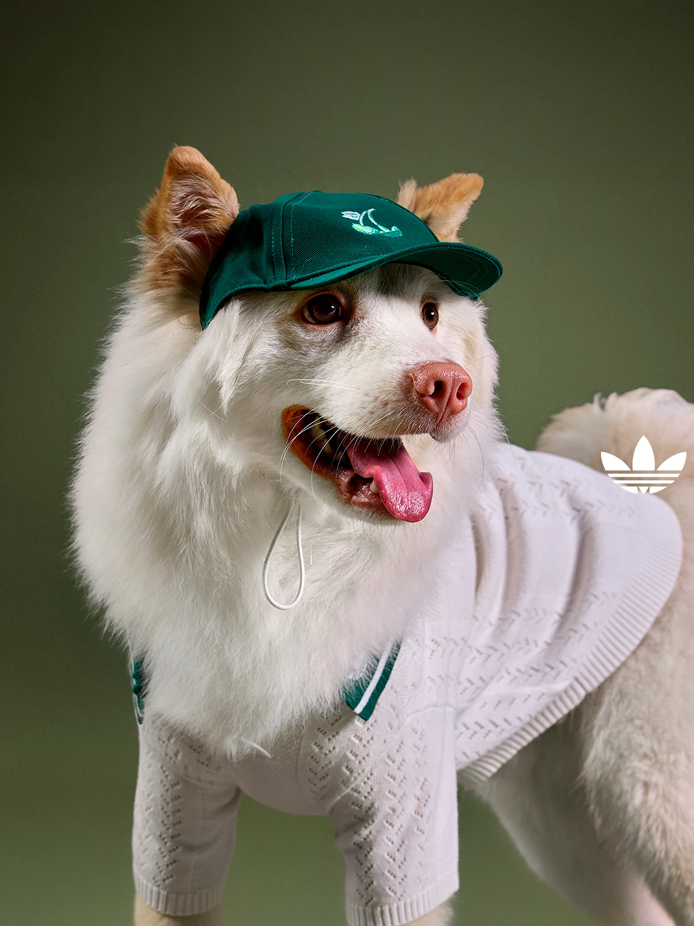 Coleção adidas pet