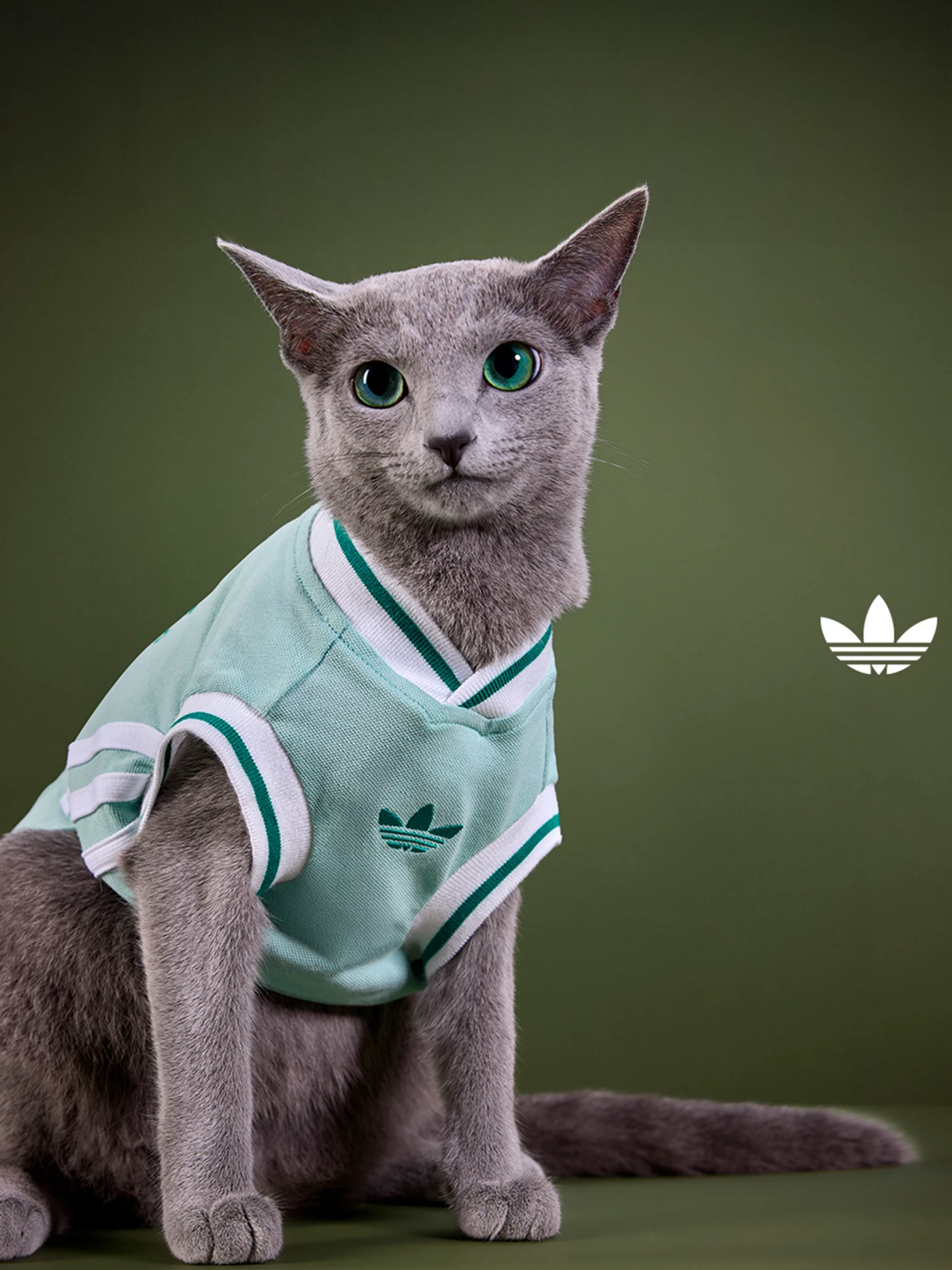 Coleção adidas pet