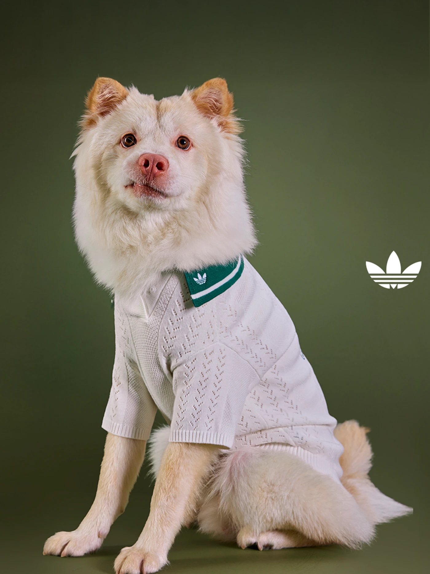Coleção adidas pet