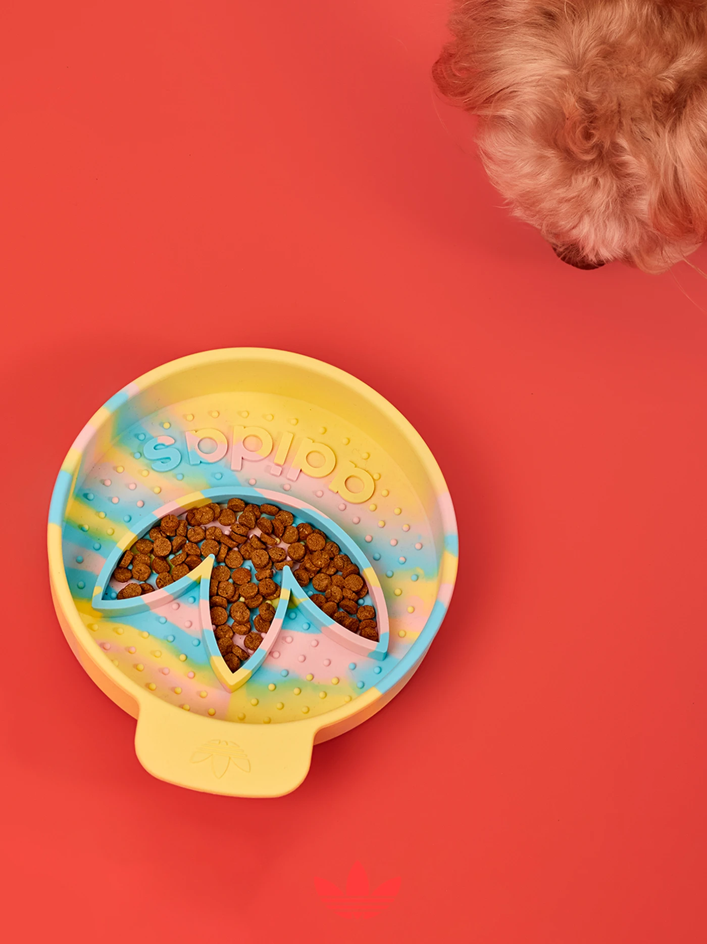 Coleção adidas pet