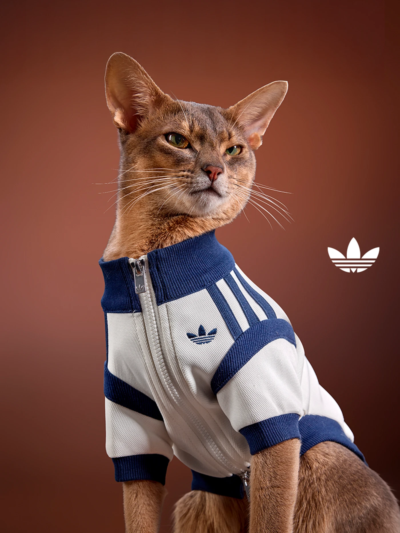 Coleção adidas pet
