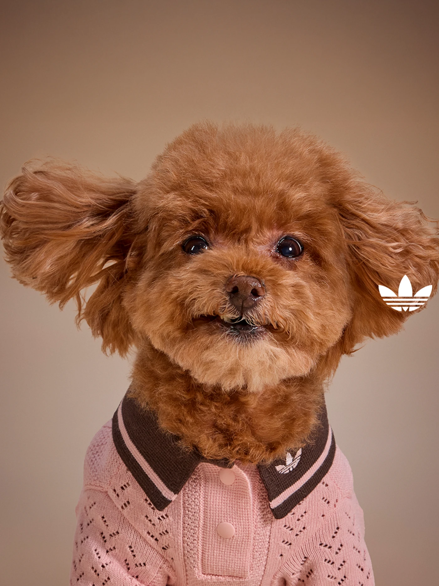 Coleção adidas pet