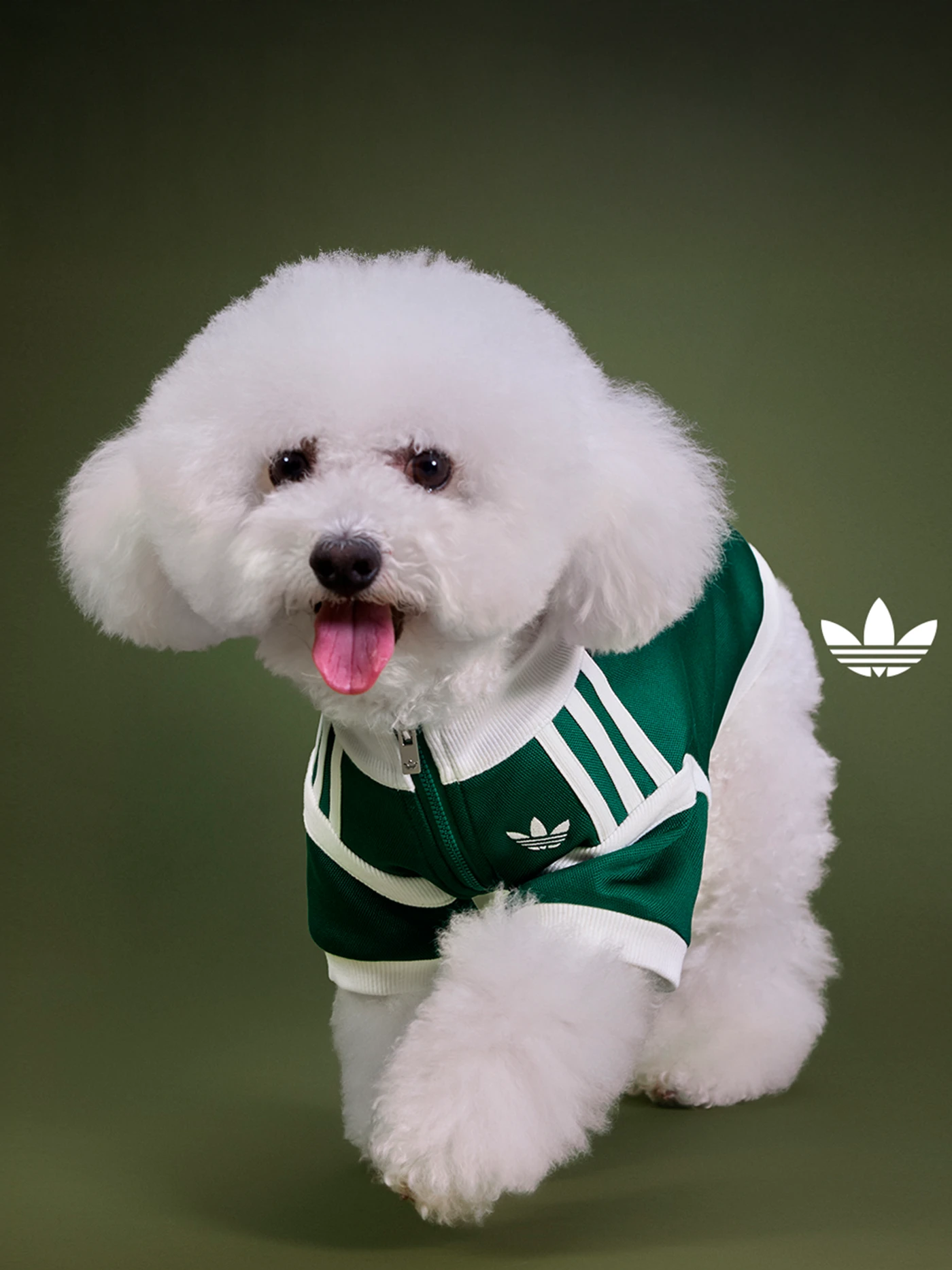 Coleção adidas pet