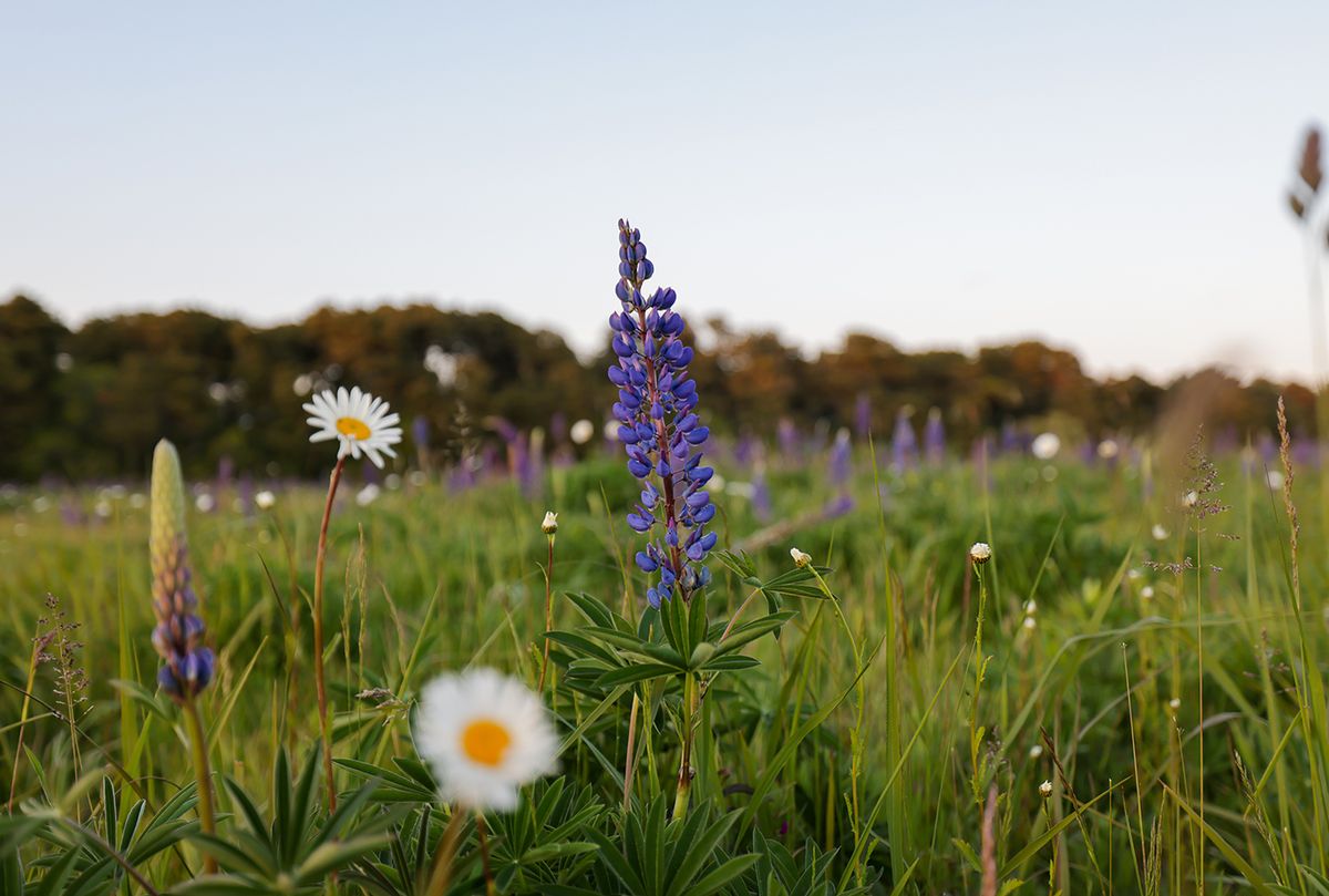 Iconic Nantucket lupines blossoming mid-July