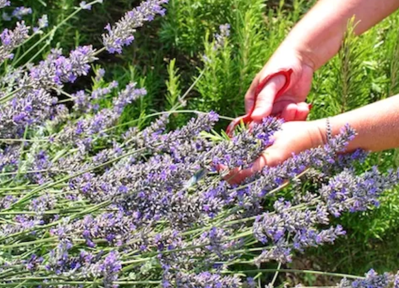 Growing From Clippings Workshop - Great Point Properties, Nantucket
