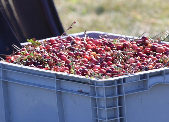 NCF Weekly Walks - Cranberry Harvest at Milestone Bog - Great Point Properties, Nantucket