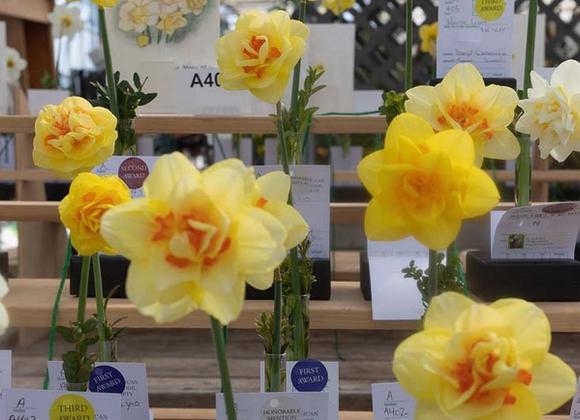 50th Annual Daffodil Show - Great Point Properties, Nantucket