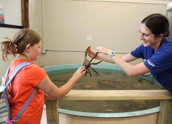 Feeding Frenzy at MMA Aquarium - Great Point Properties, Nantucket