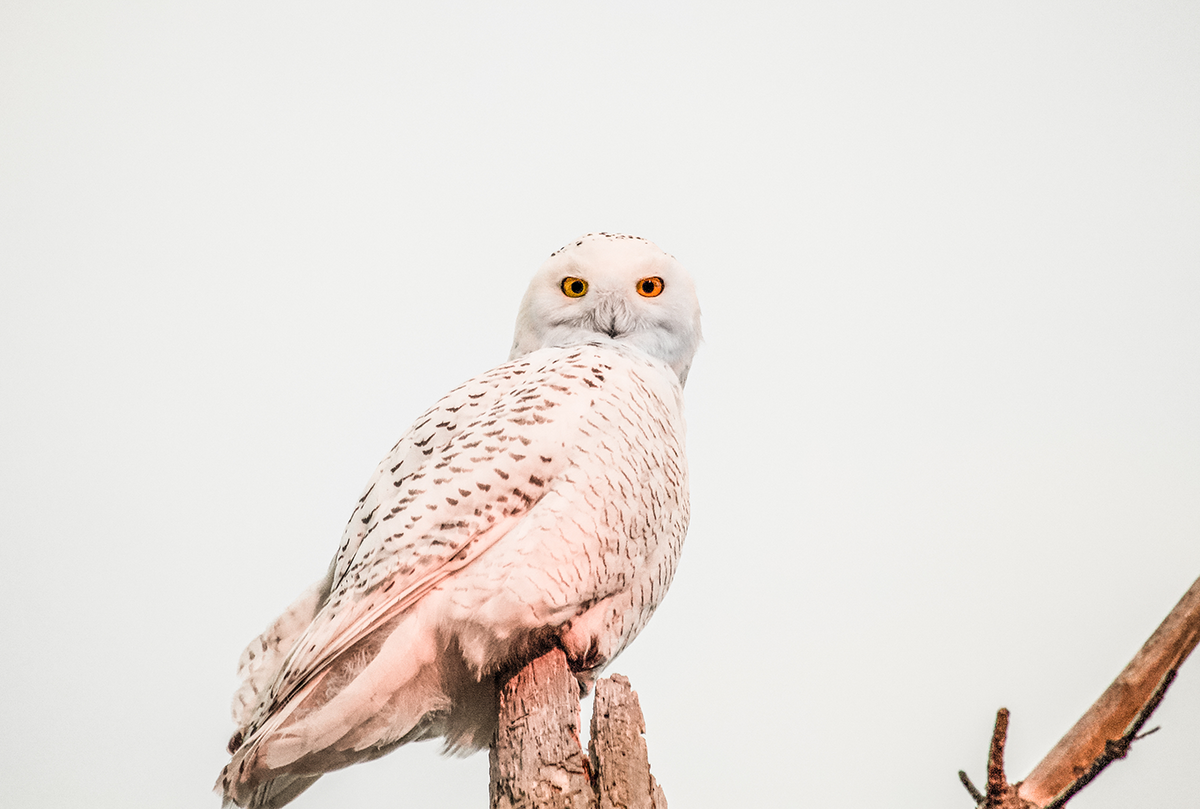 If you're here in the winter, catch a Nantucket Snowy Owl at Quidnet Beach (one of their favorite hangouts!)