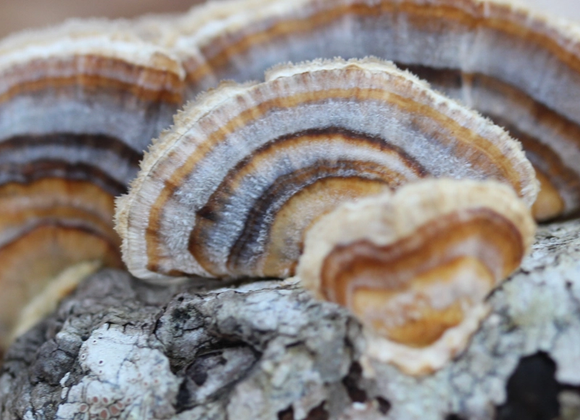 NCF Wellness Series: Nature Photography Expedition - Great Point Properties, Nantucket